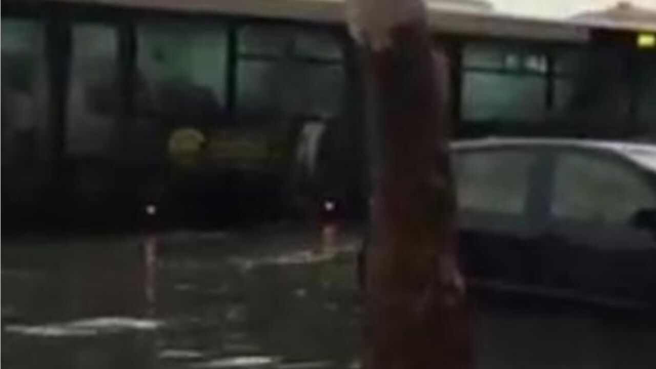 Bus