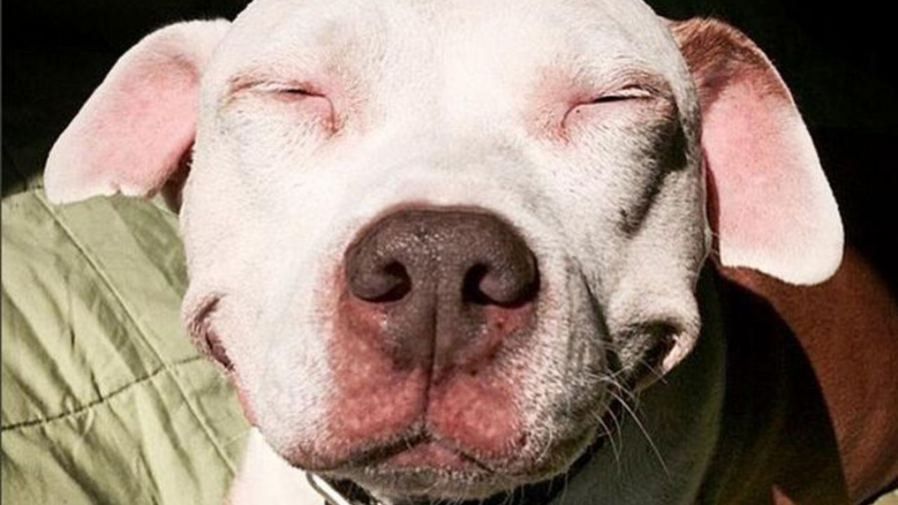 pit bul
