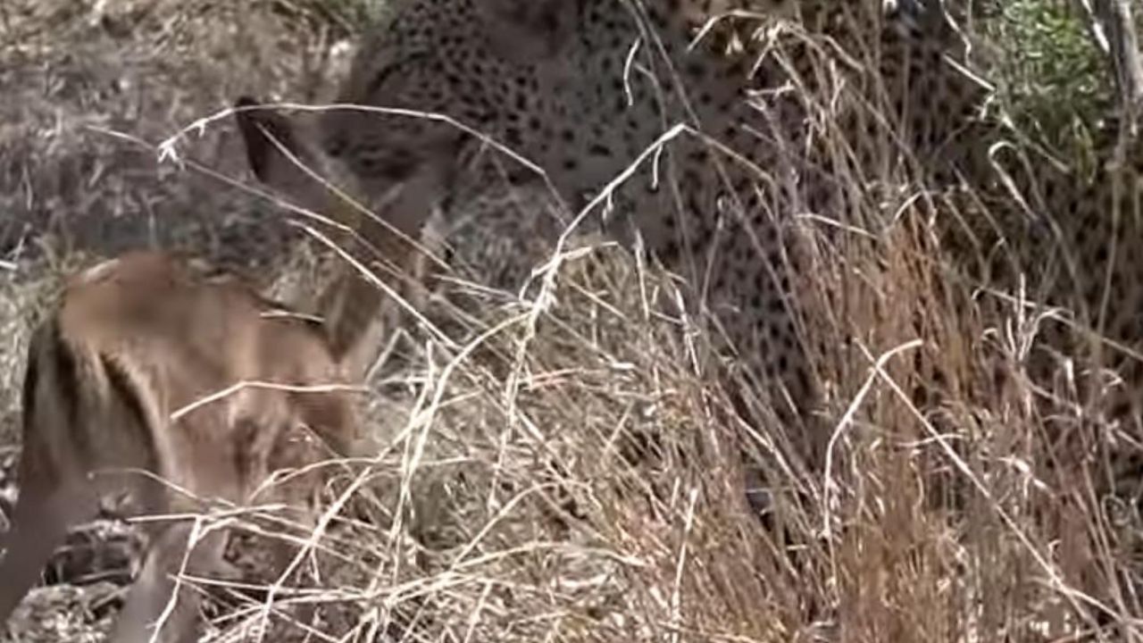 Leopard i antilopa