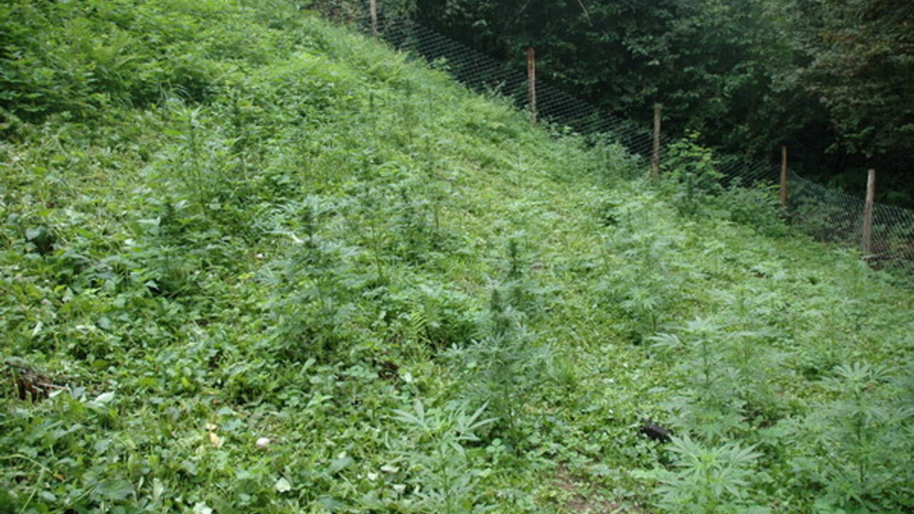 polje
