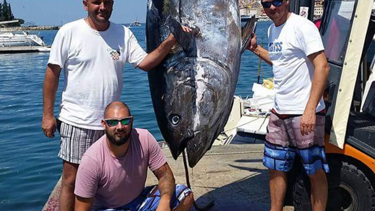 tuna