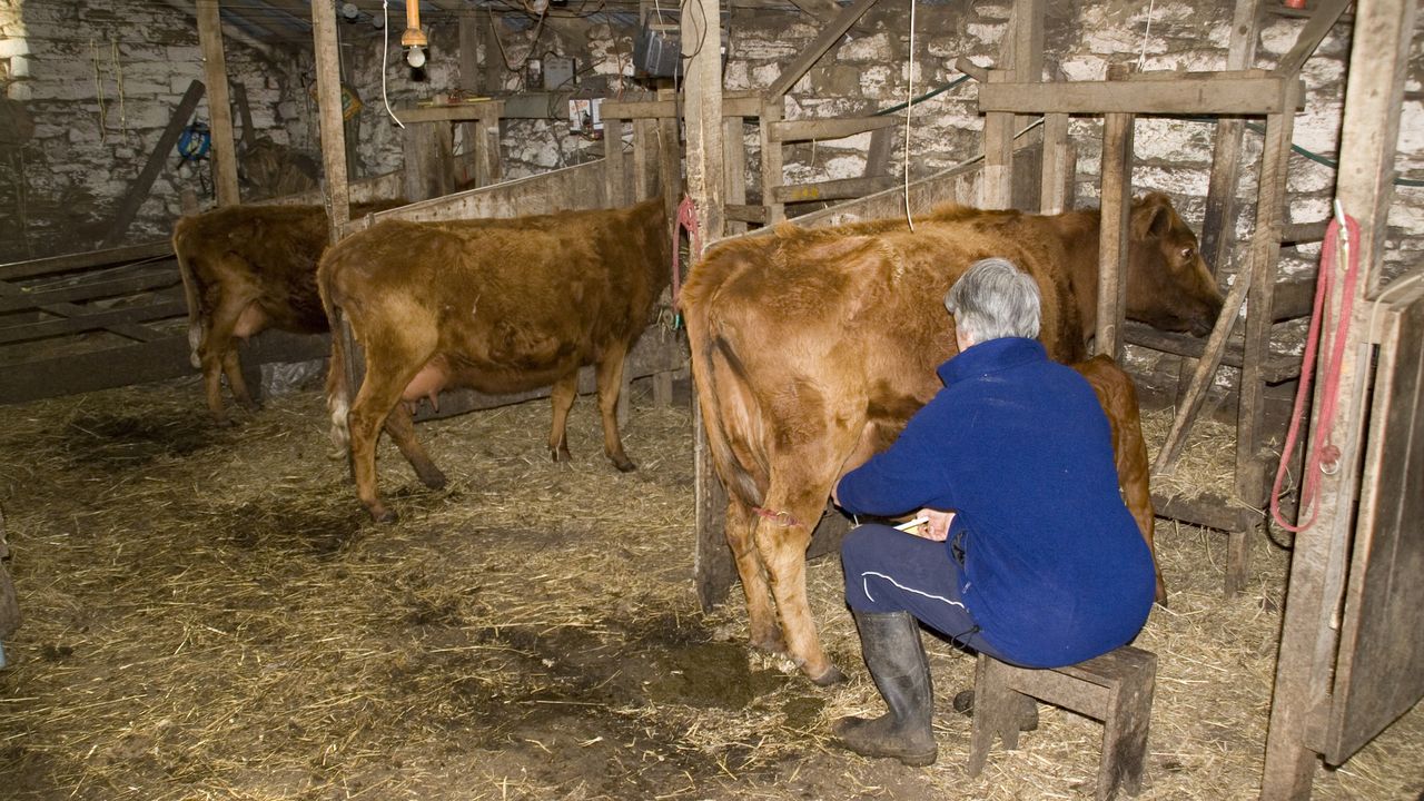 žena muze kravu