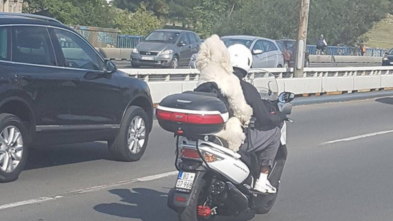 čovek sa pudlicom na motoru