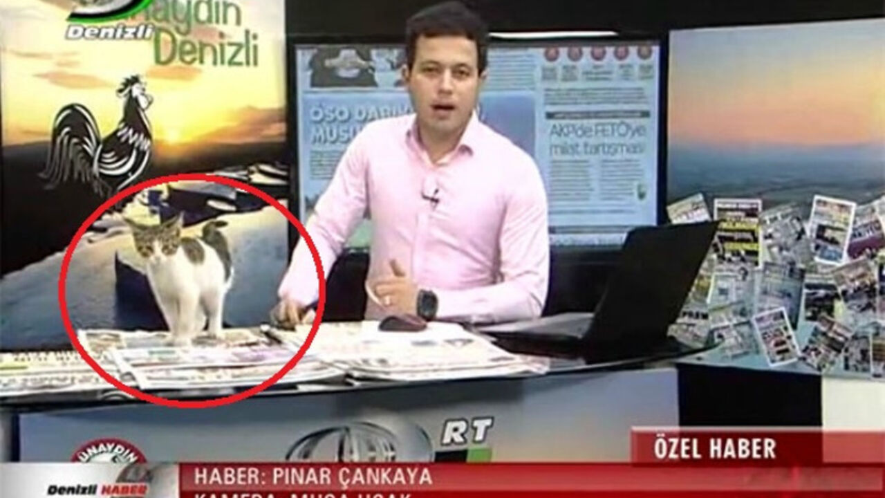 mačka u vestima