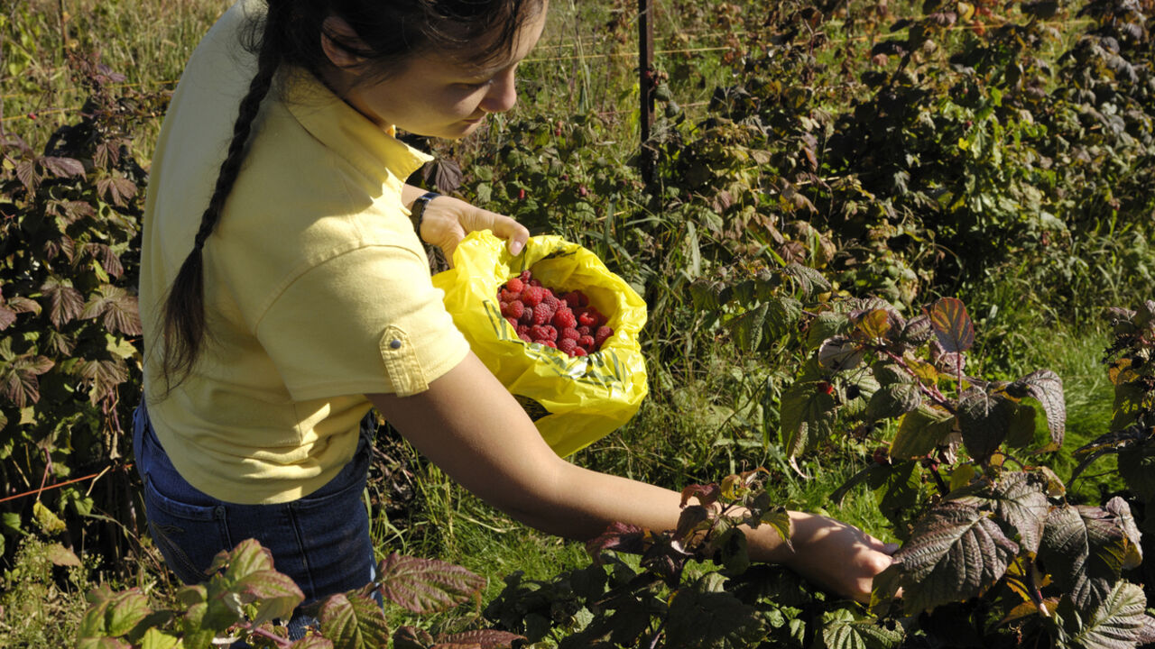 Maline