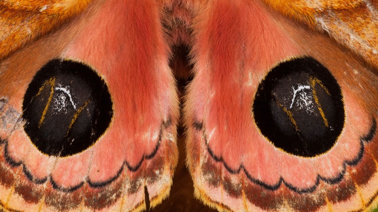 moljac