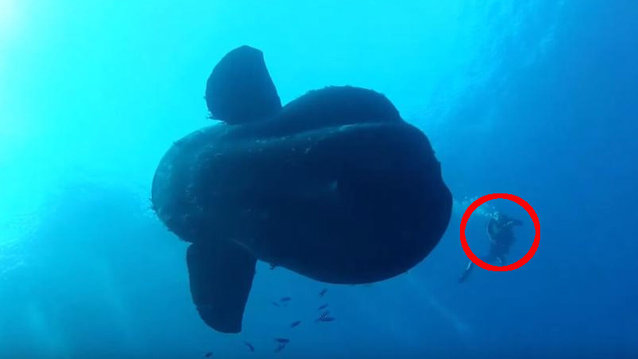 Mola Mola