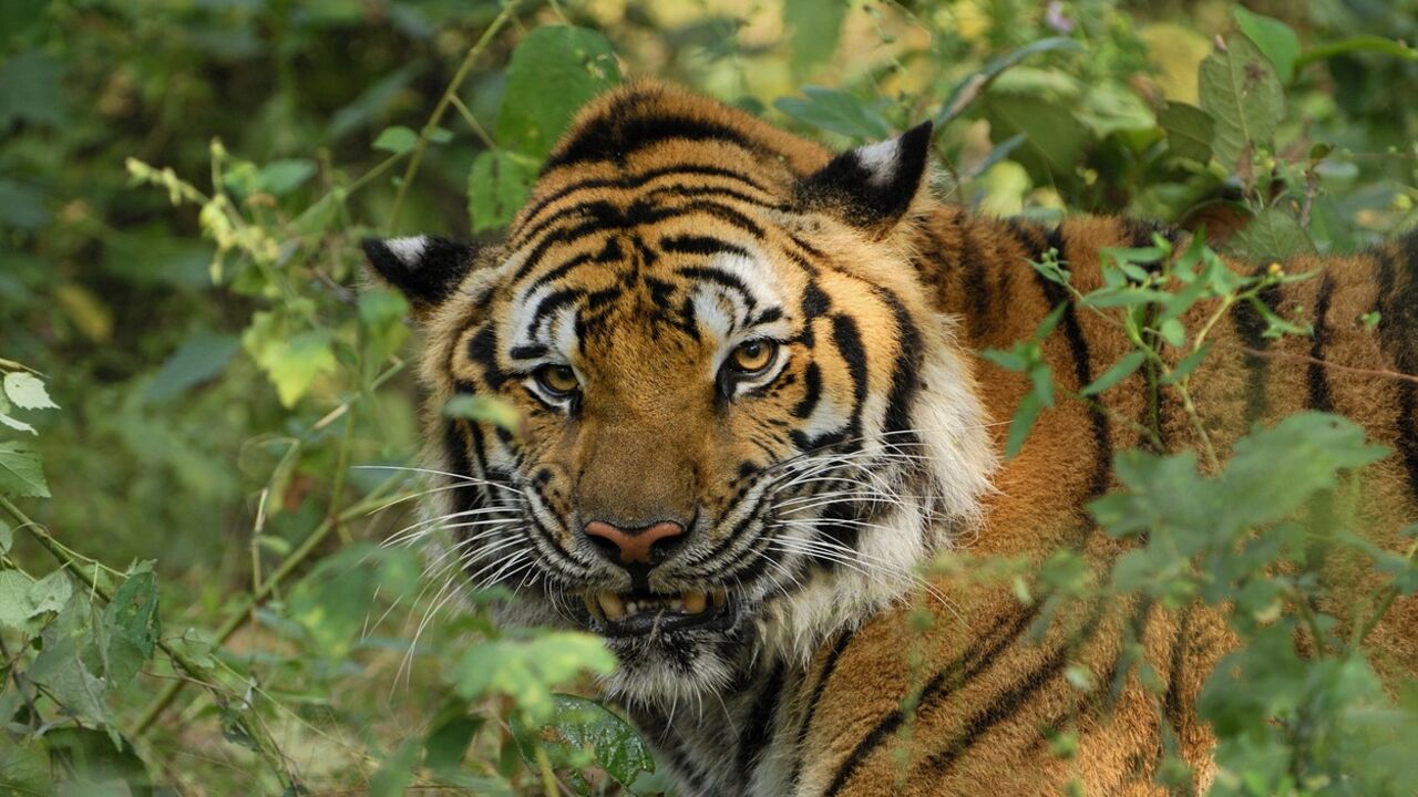 tigar