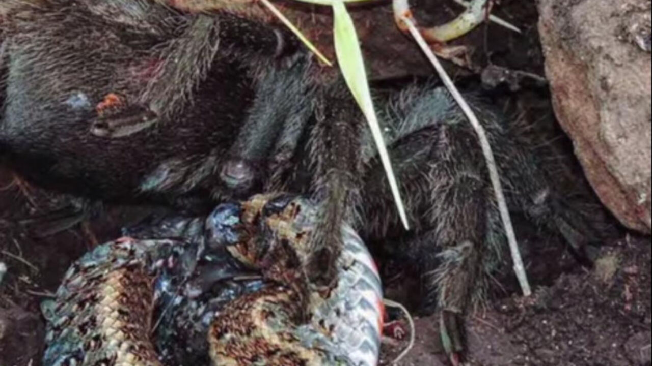 Tarantula i zmija