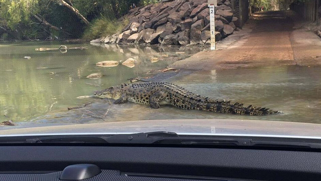 Krokodil