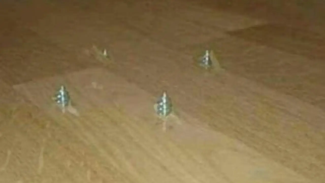 Majstor