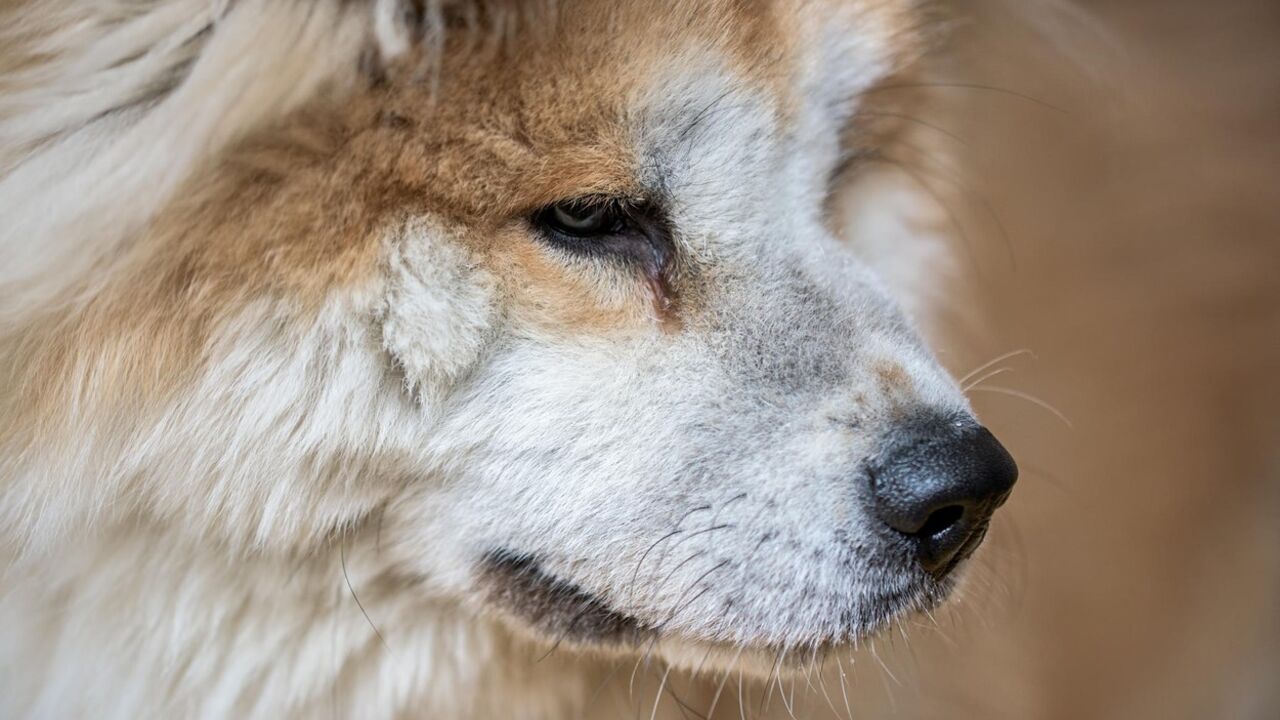 japanska akita