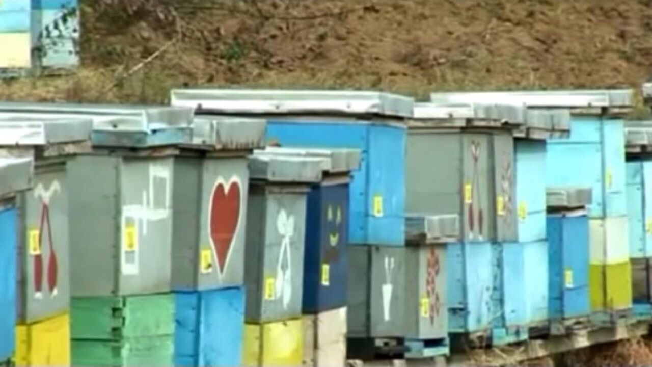 košnica