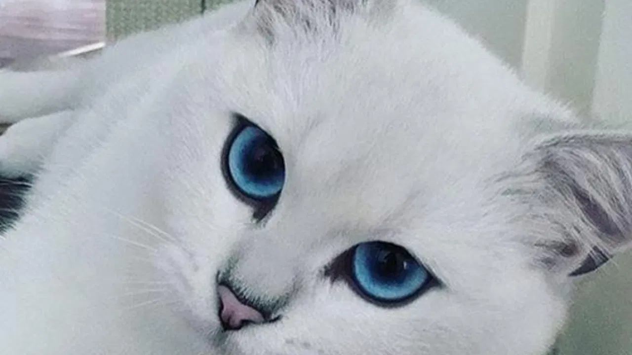 Kobi