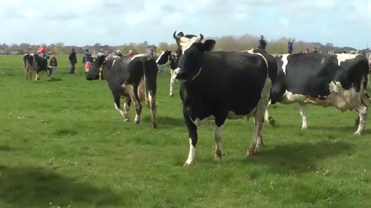 Krave