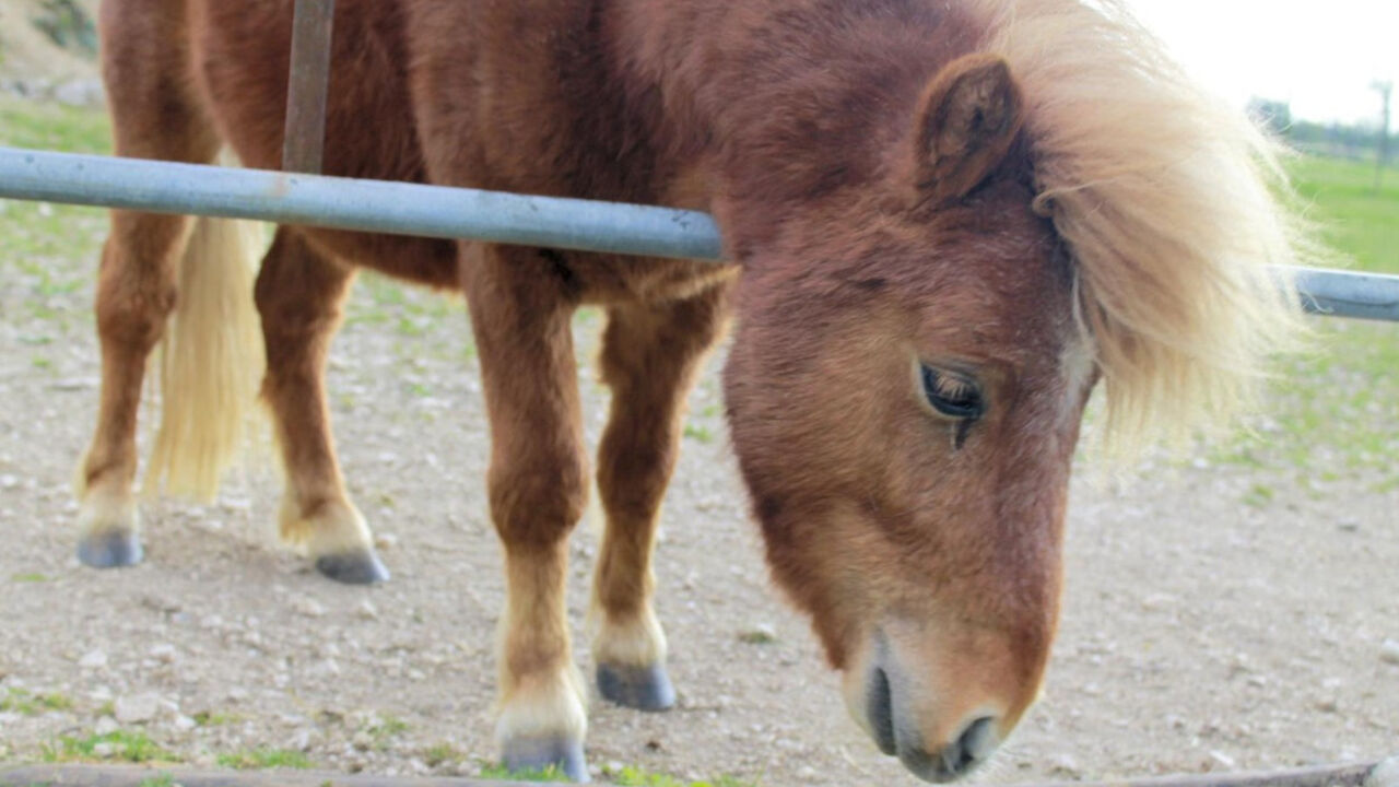 Poni