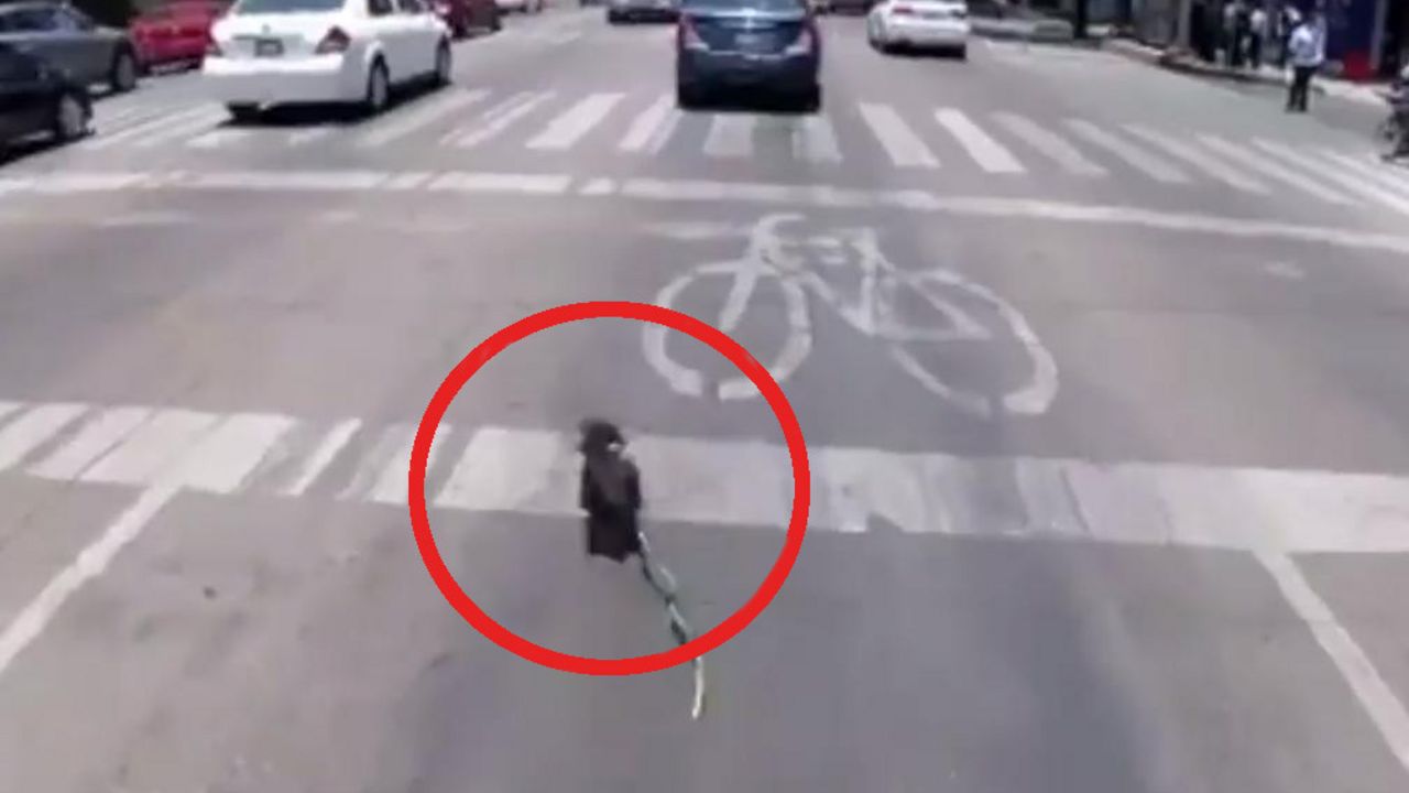 Pas na ulici