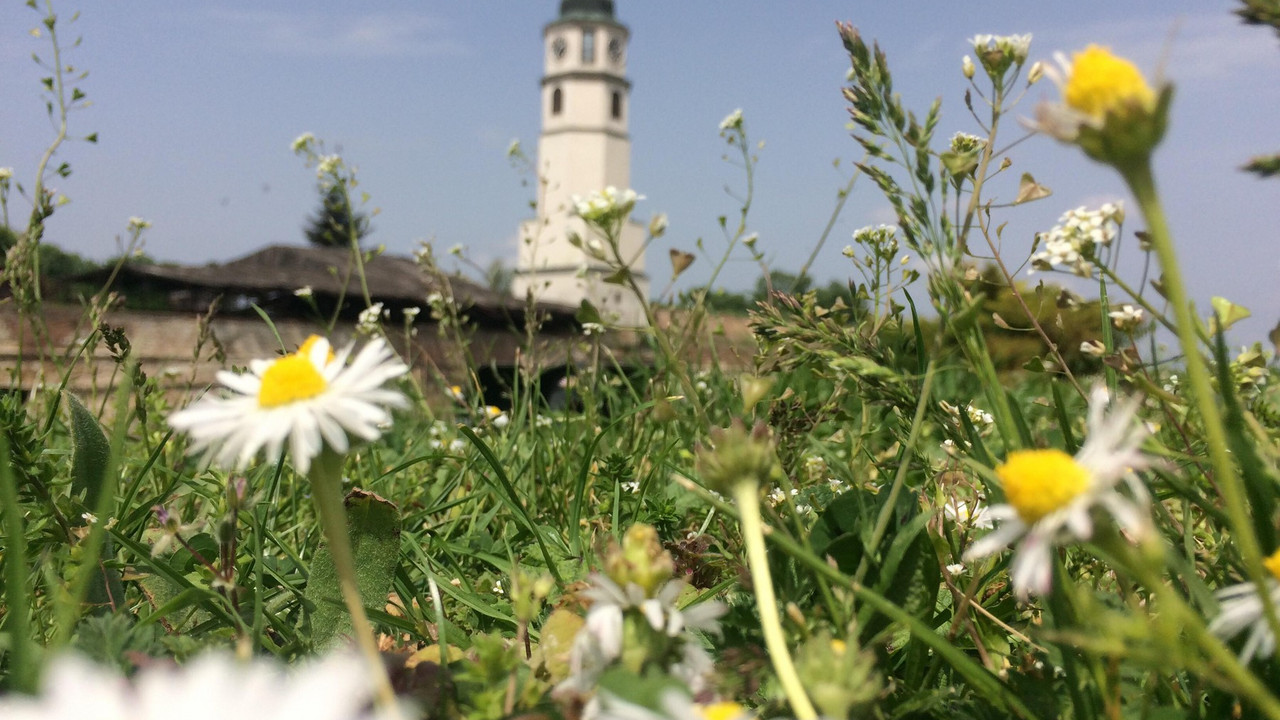 sunce i cveće u Srbiji