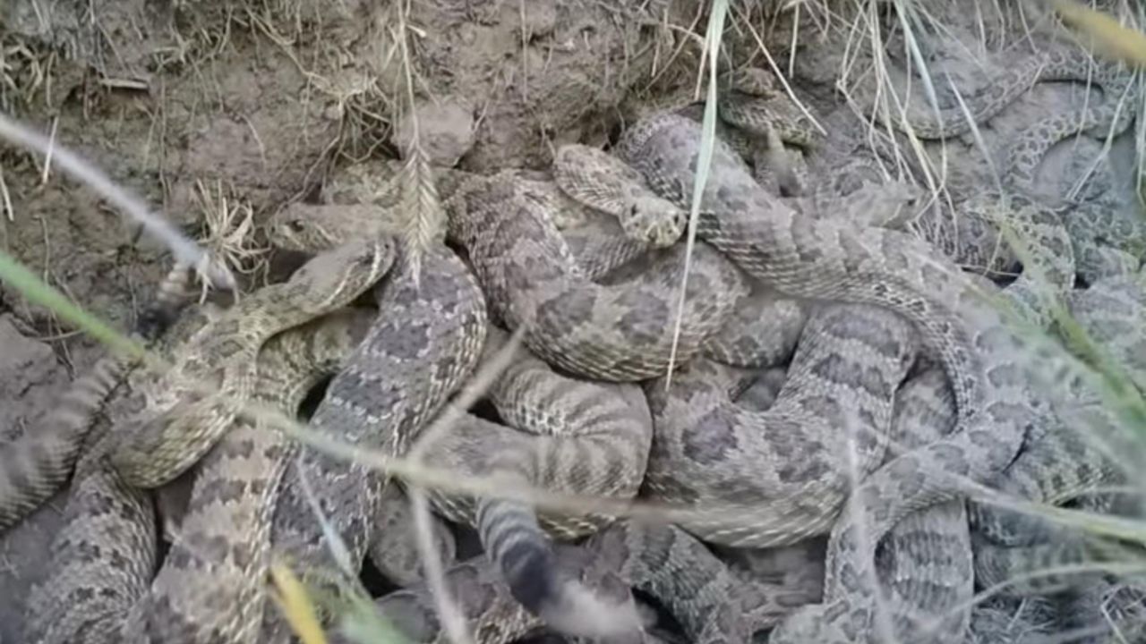 Zvečarke