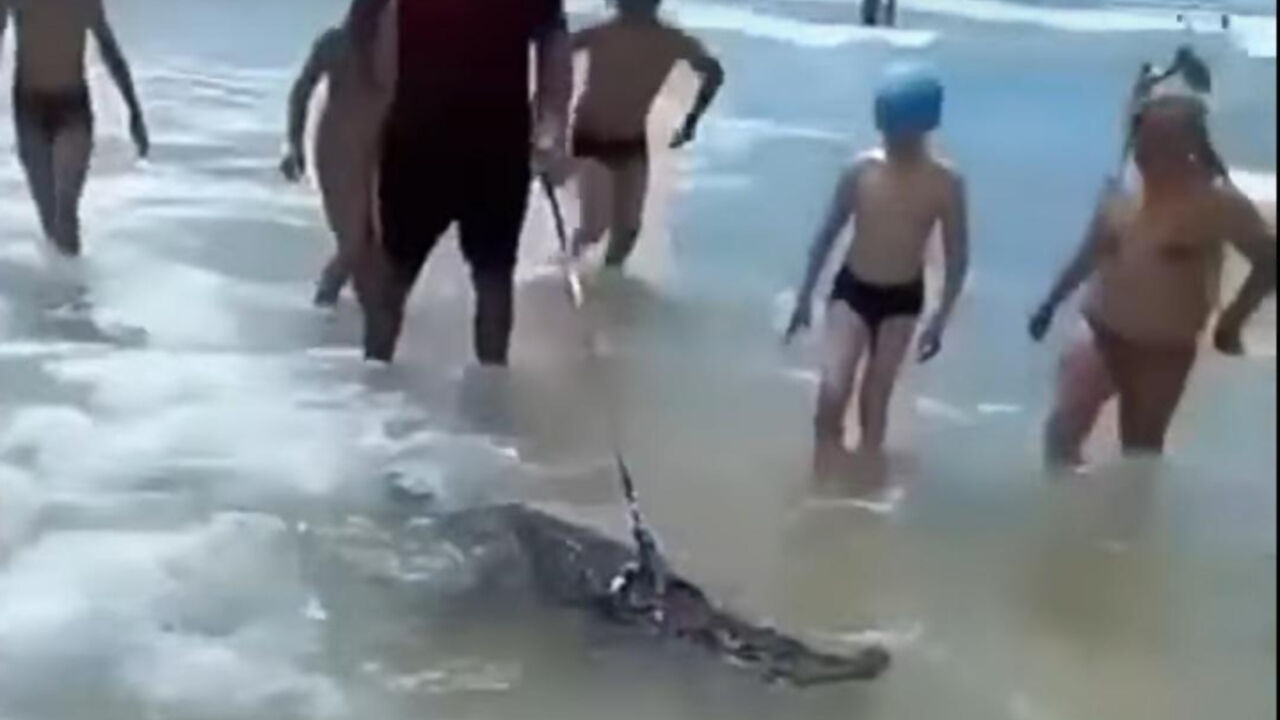 Krokodil