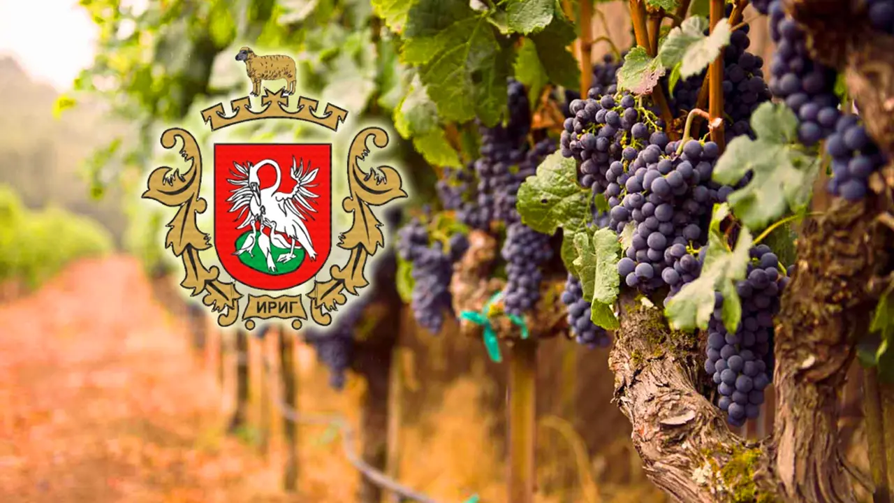 Vino u Irigu