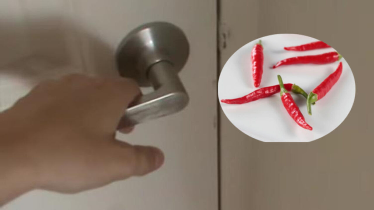 Paprika