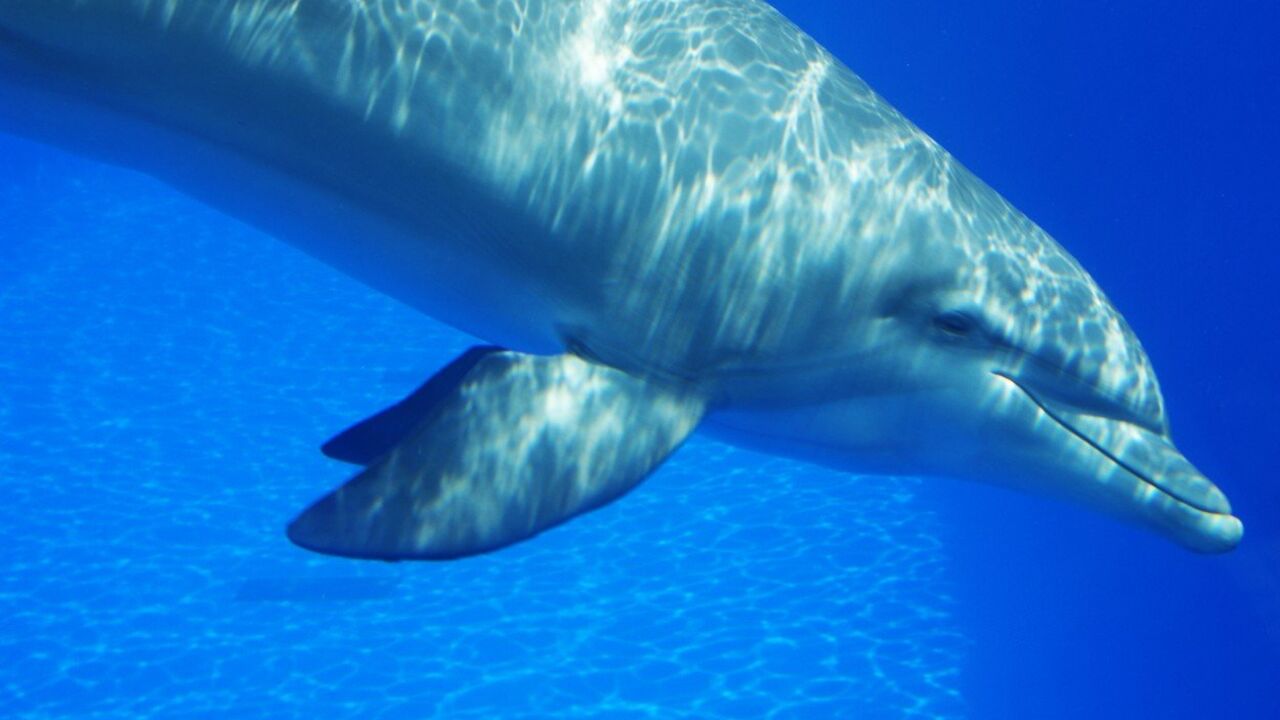 Delfin