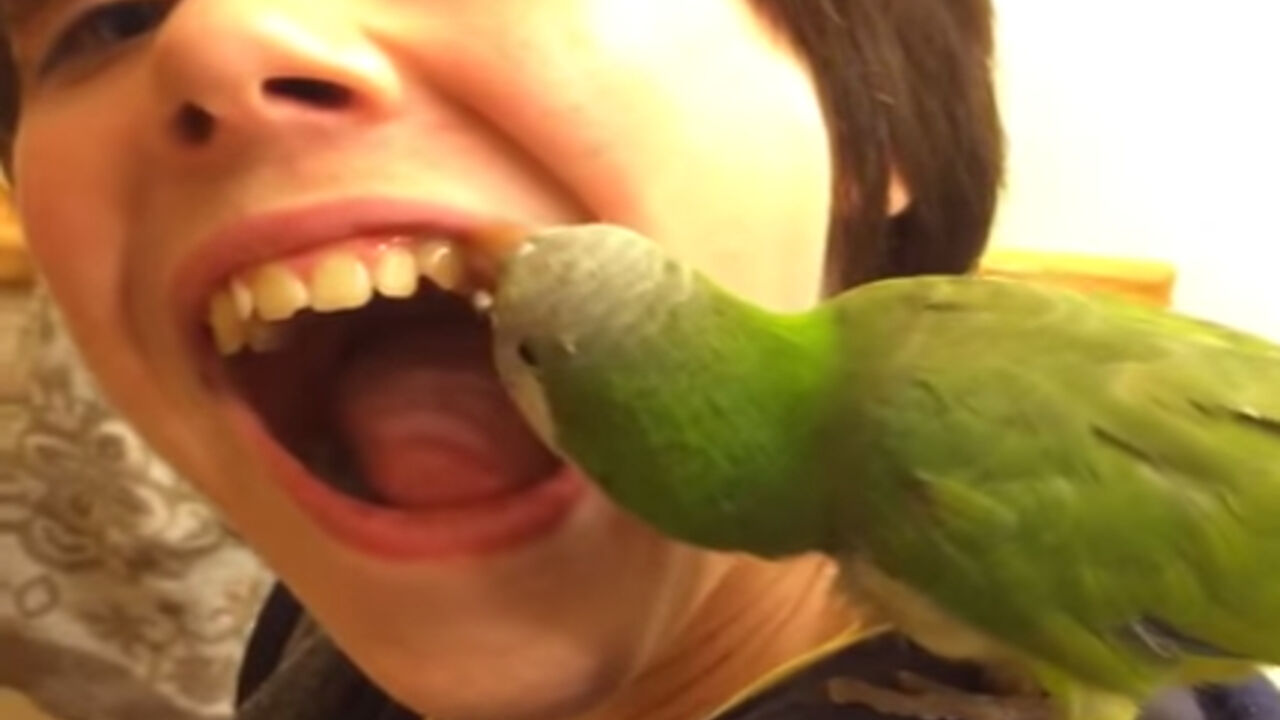 papiga