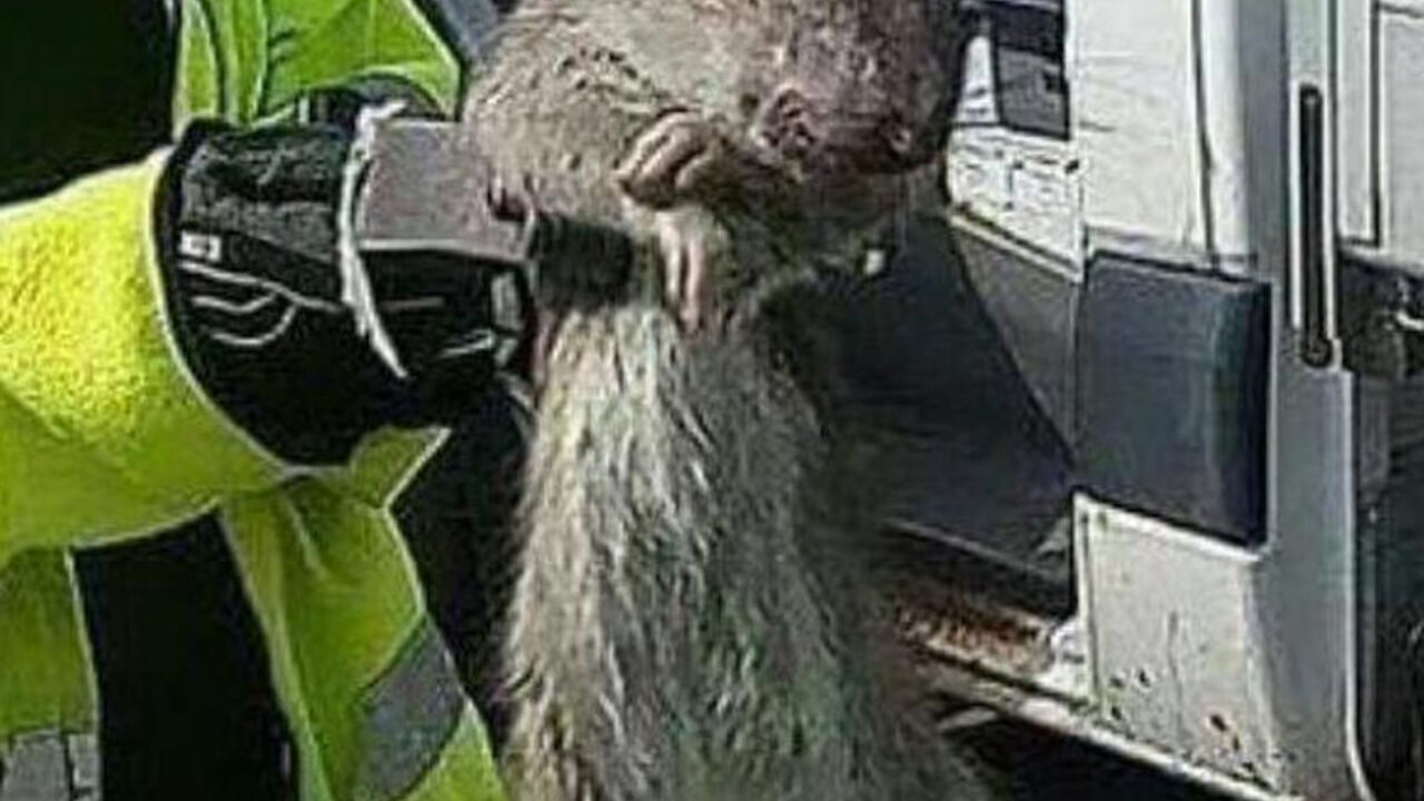 Pacov