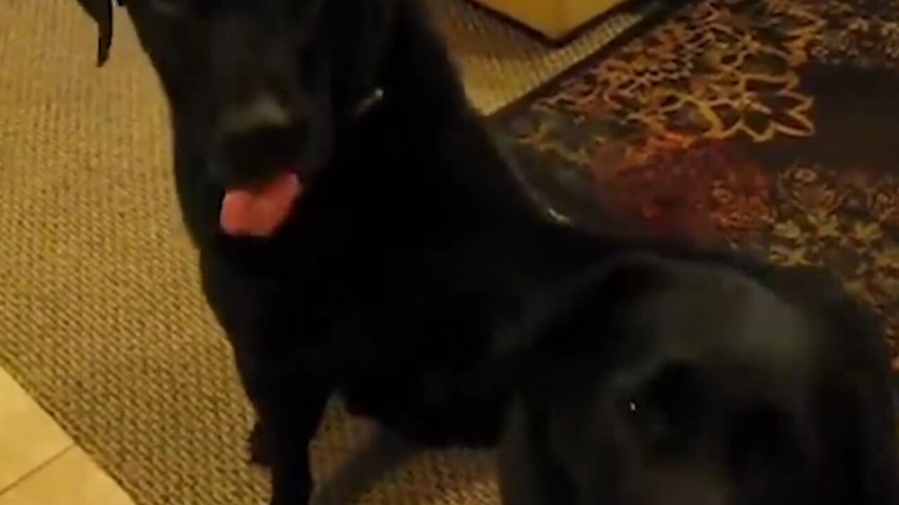labradori