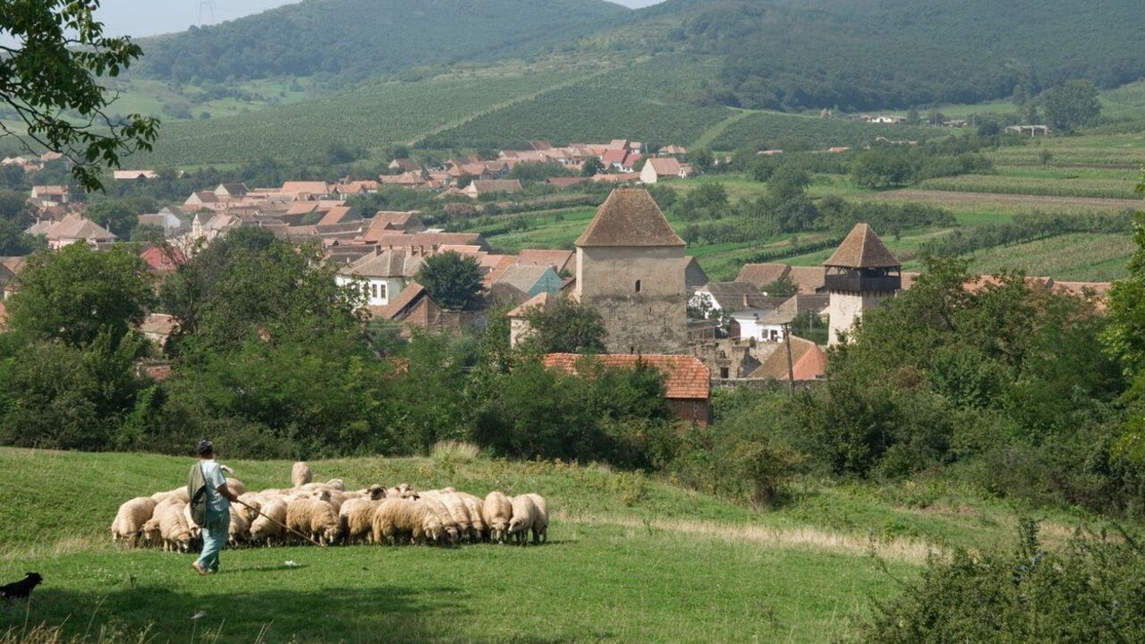 Čobanin, ovce