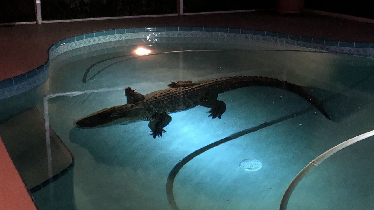 Aligator