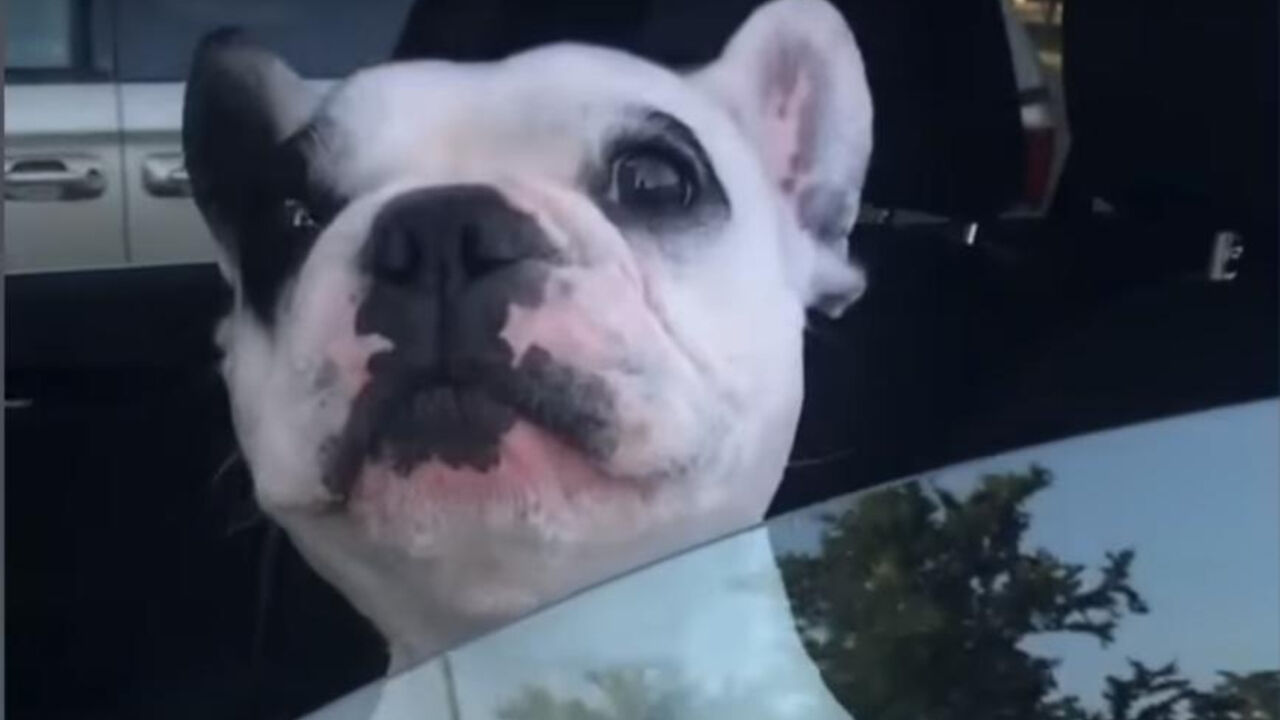 Buldog 
