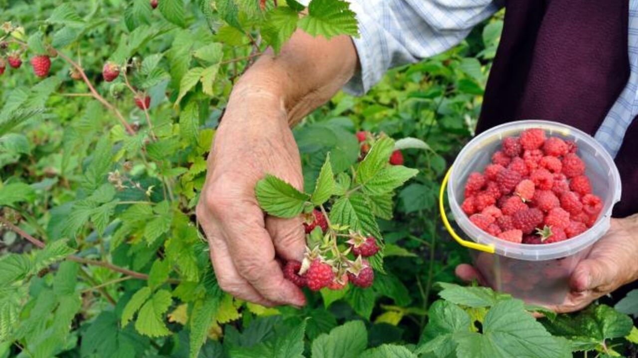 Maline