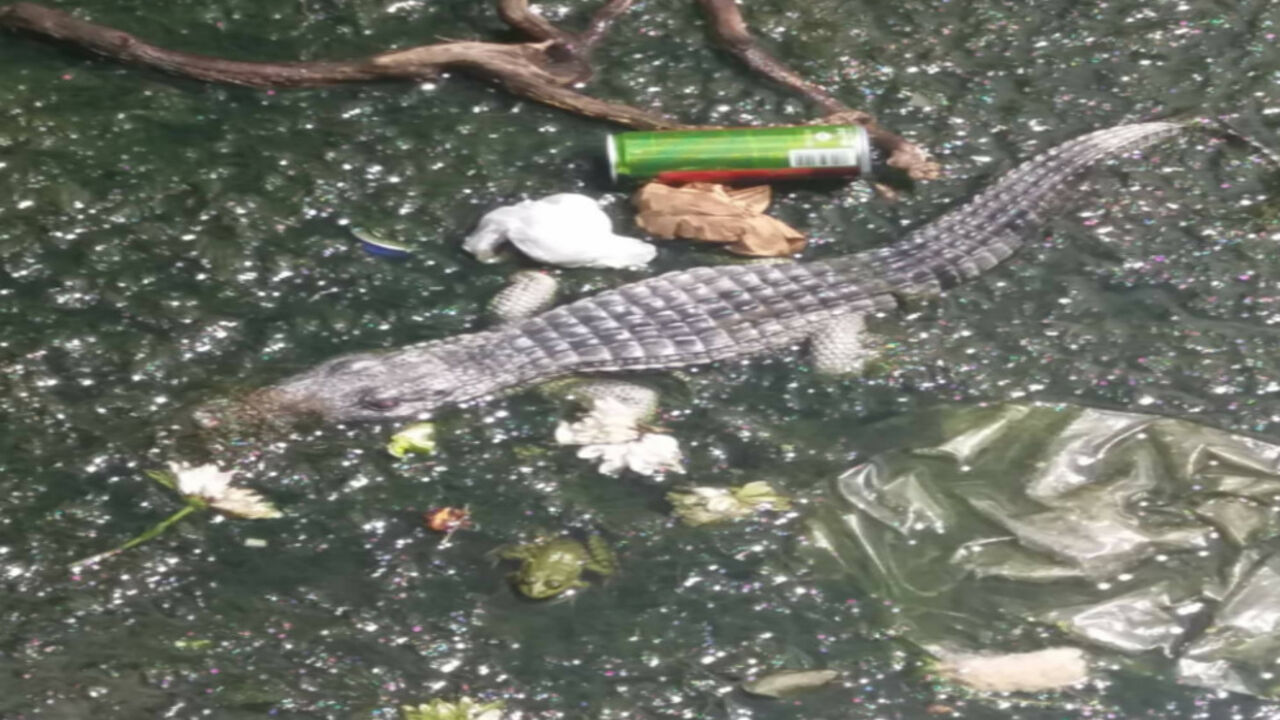 Aligator