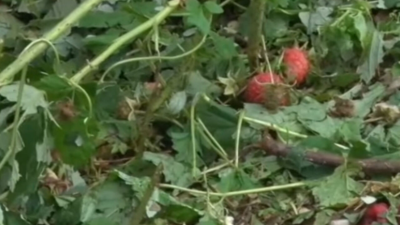 Maline