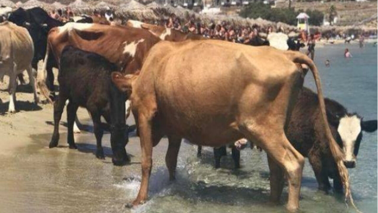 krave
