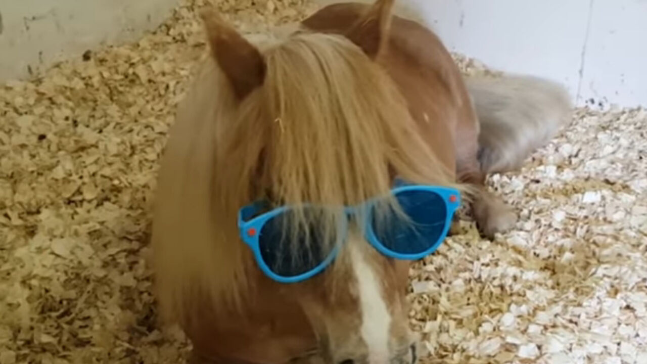 Konj sa naočarima