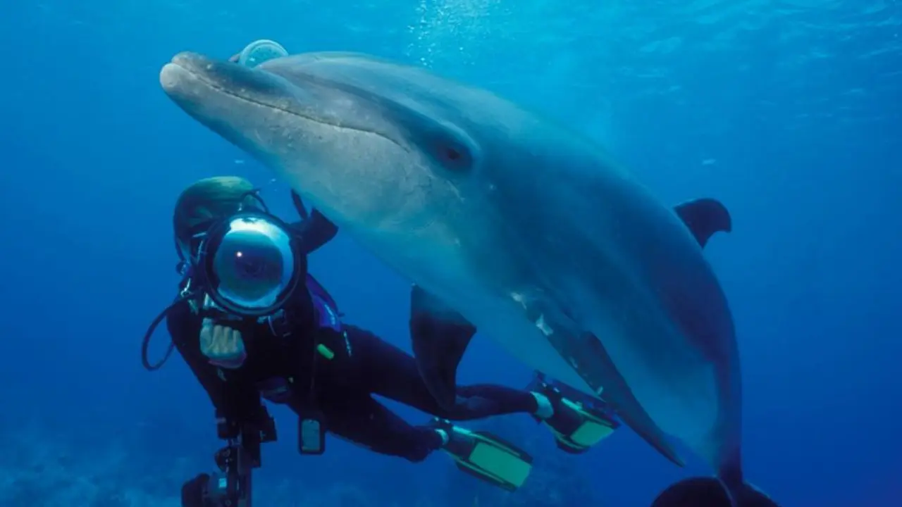 Delfin