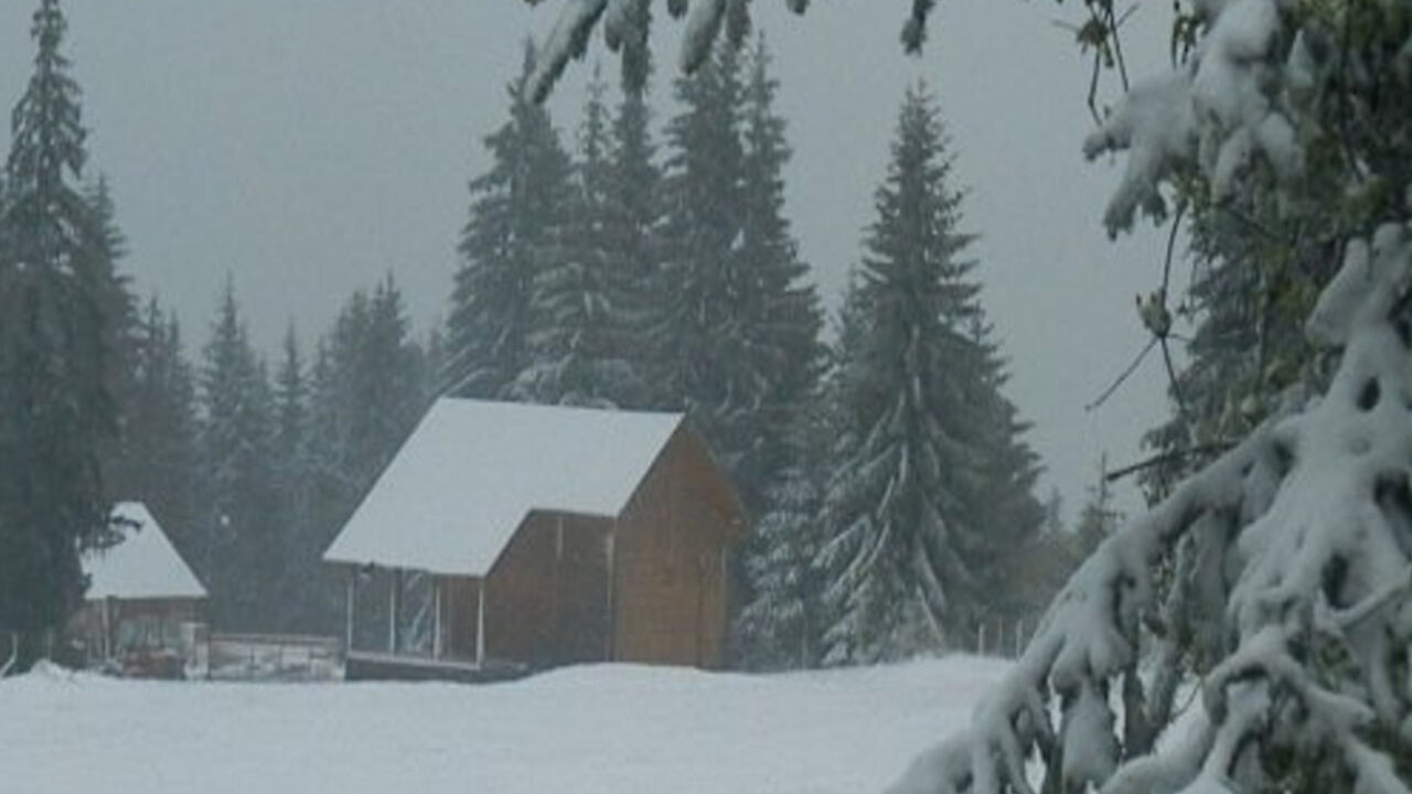 Zlatar sneg