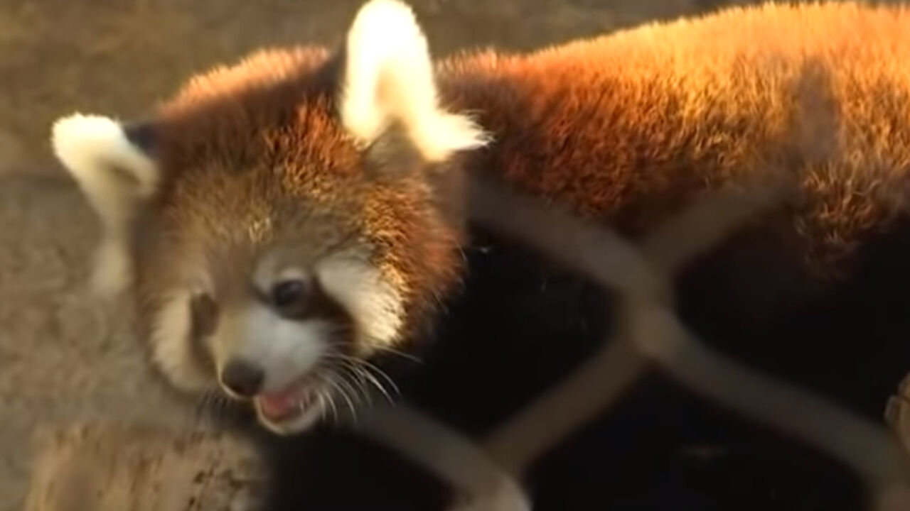 Crvena panda