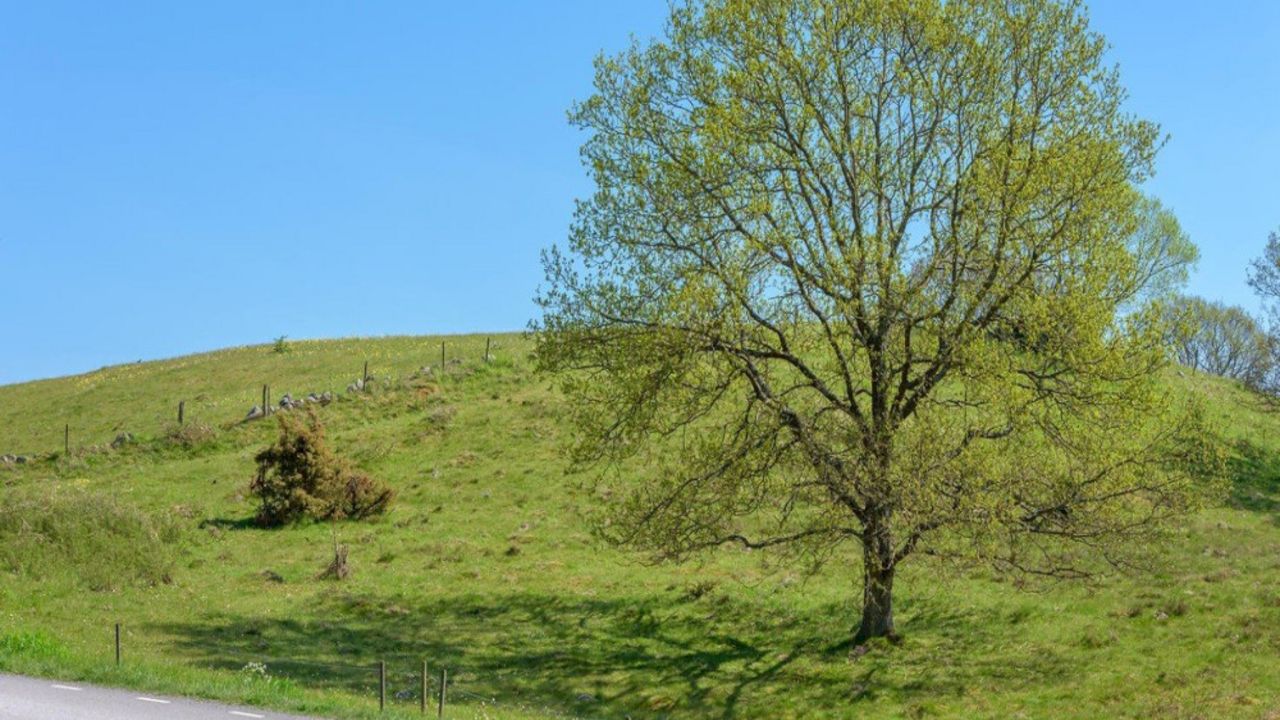 Hrast