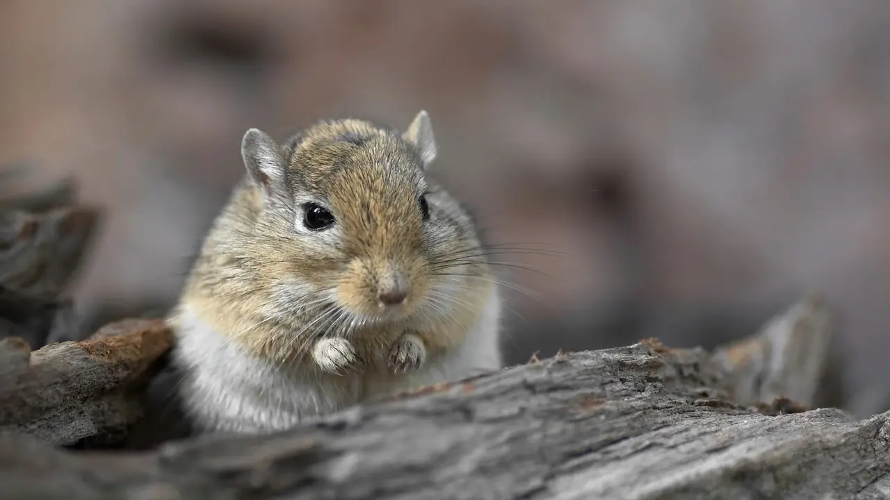 gerbil