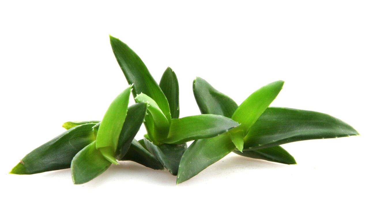 Aloja vera