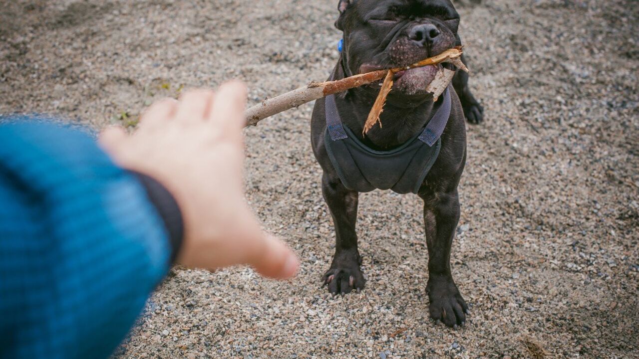 Buldog