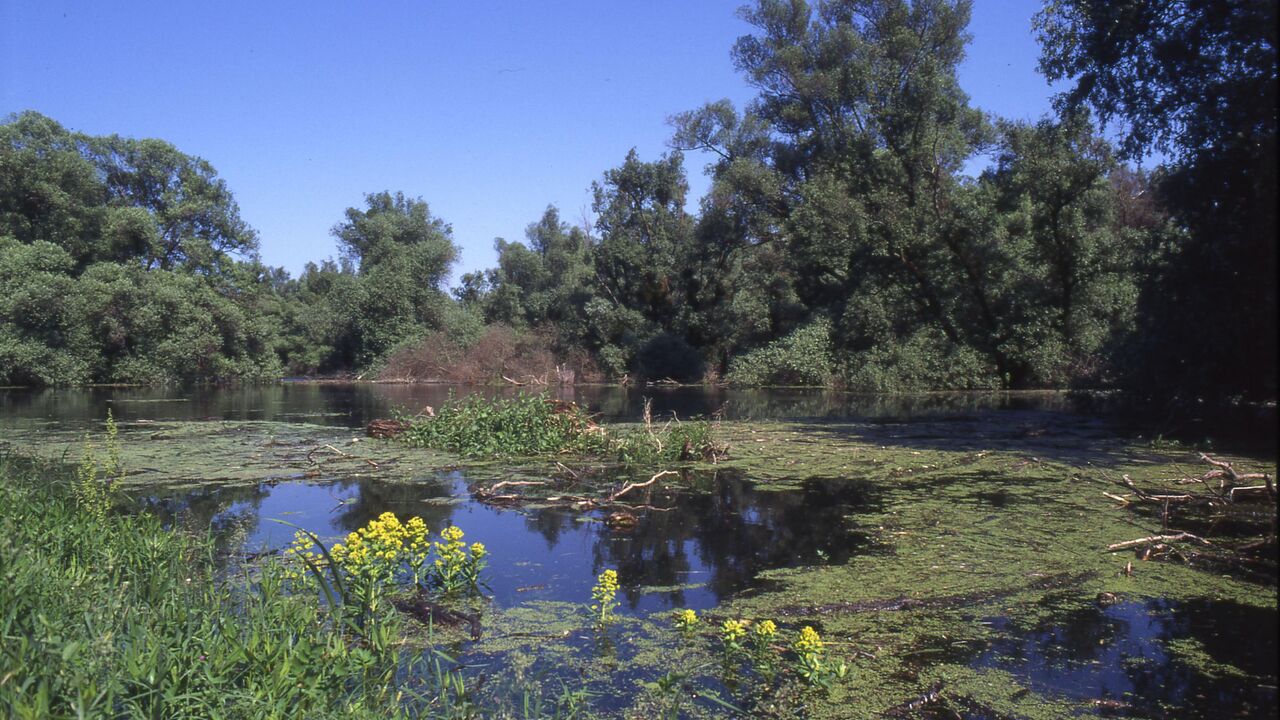 Apatin