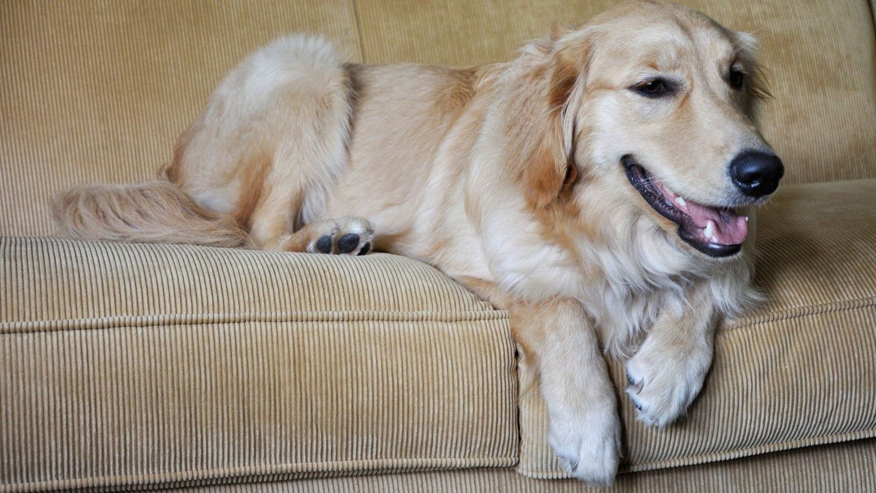Retriver