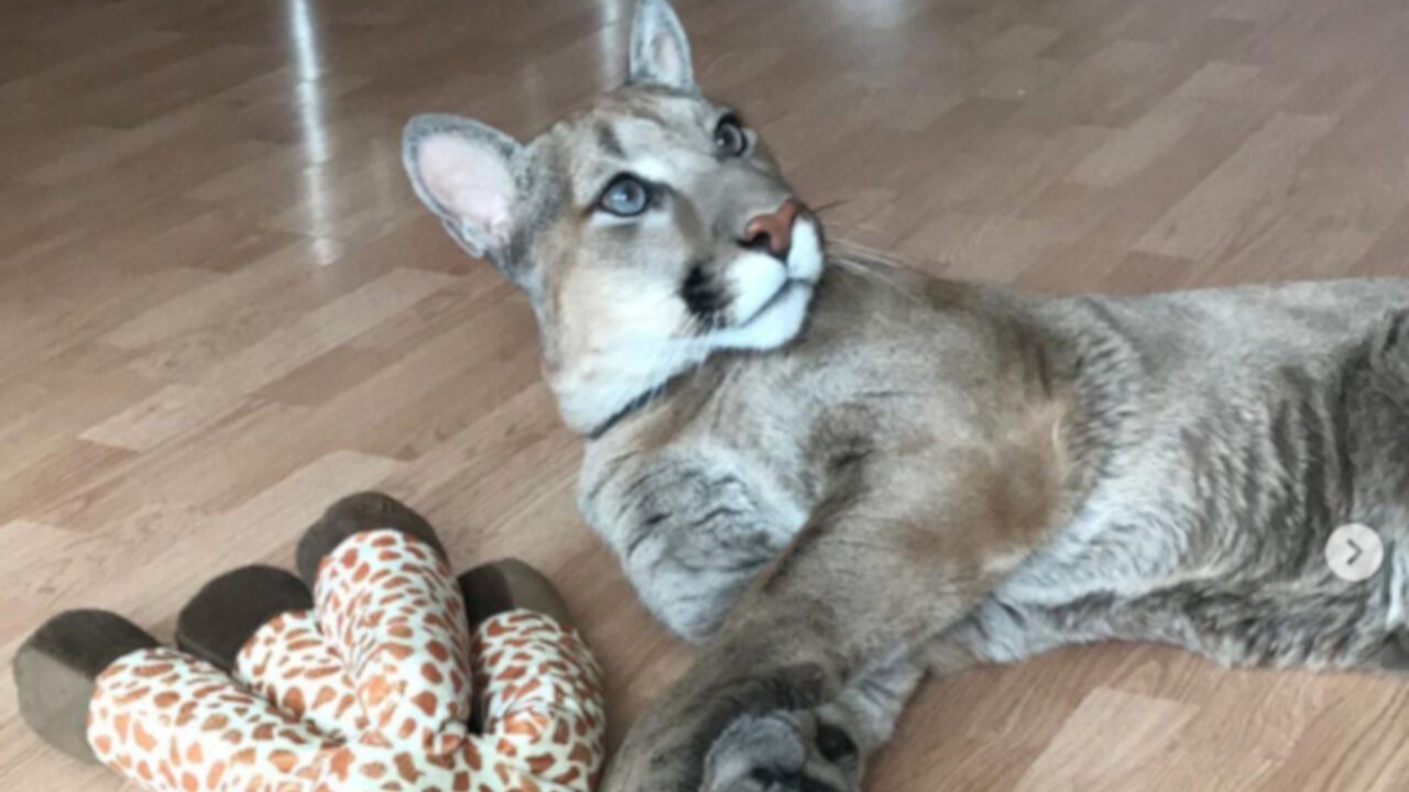 Puma Mesi