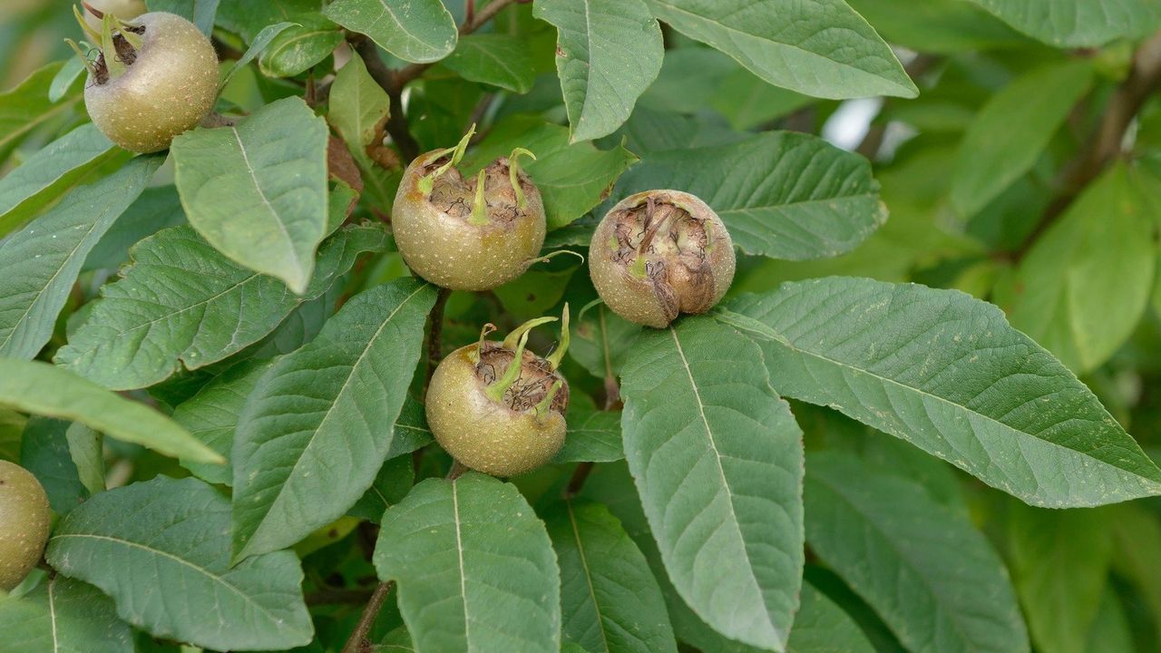 mušmula