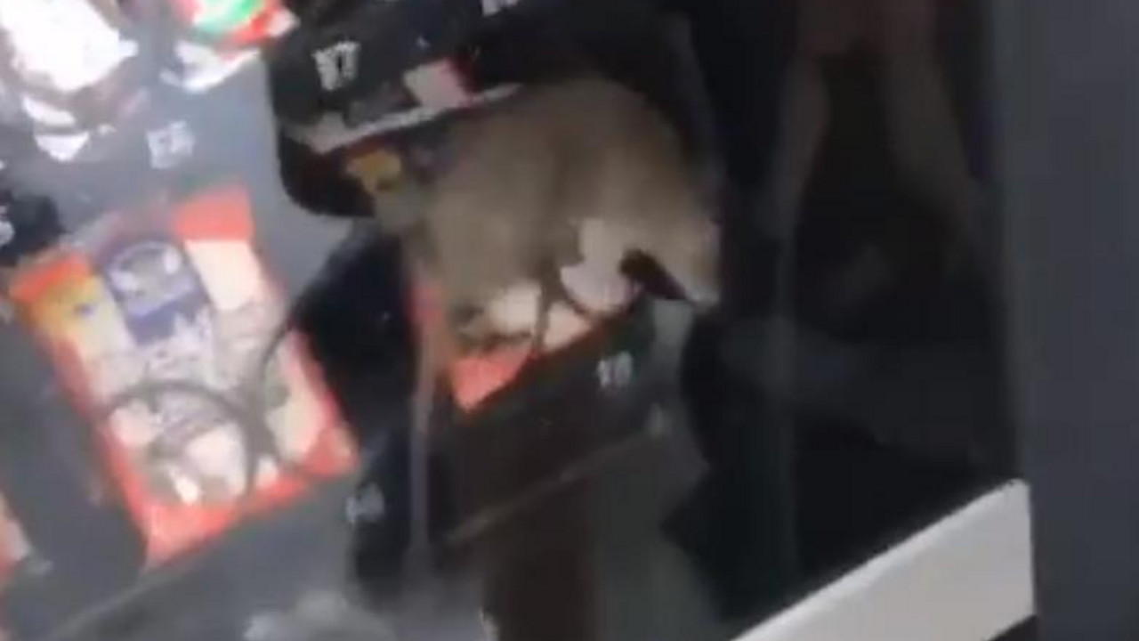 Pacov u aparatu sa slatkišima